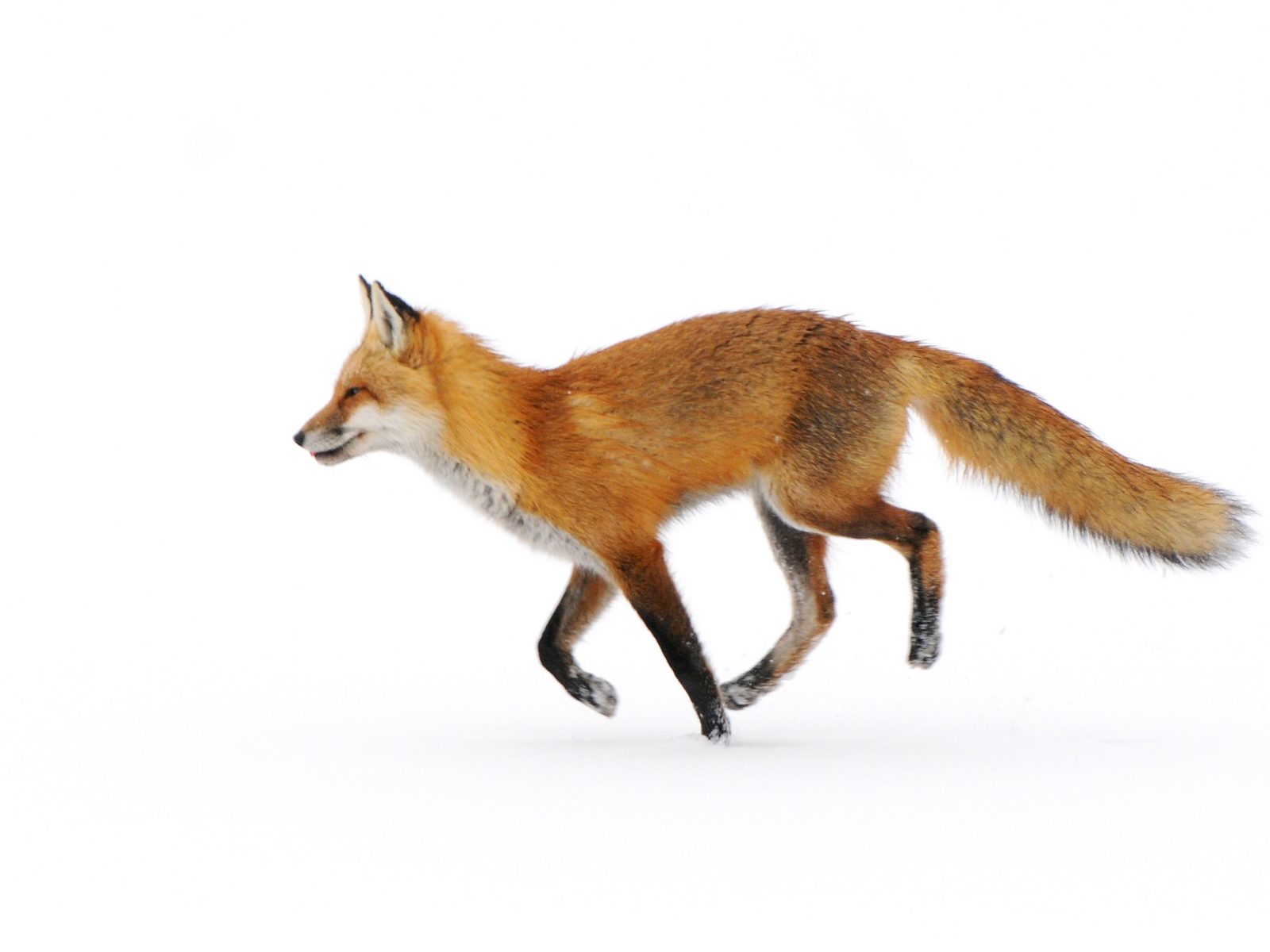 red fox crypto price
